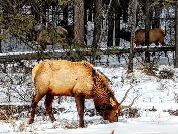 Samesun Banff - Hostel,Canmore>>Banff,2 star