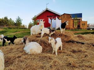 Skalatjorn Guesthouse,Selfoss>>Olafsvellir,3 star