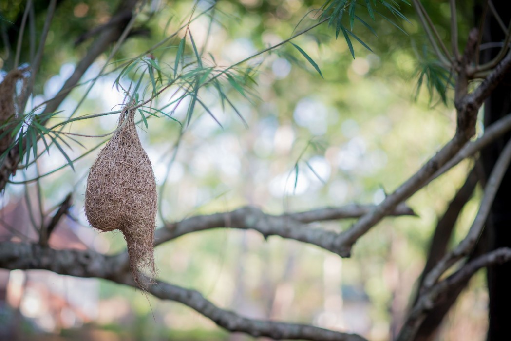 Apsaras Resort Sigiriya,Habarana>>Dambulla,3 star