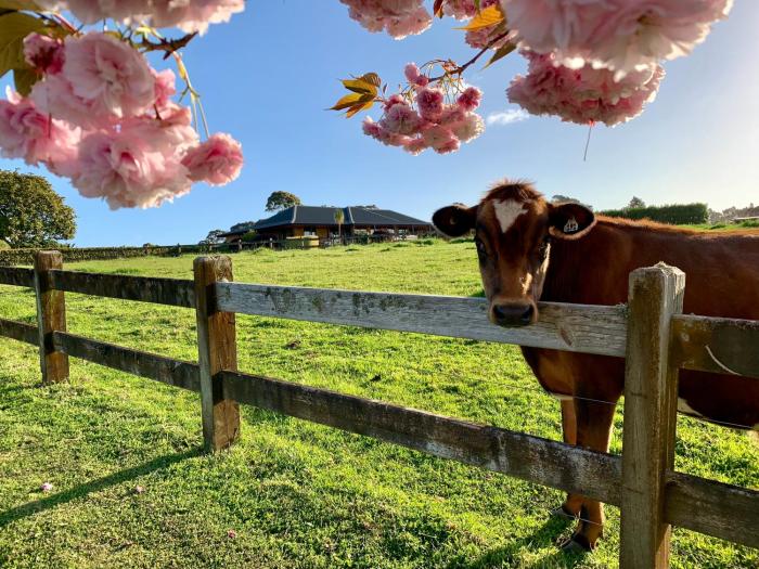 Heaven's Rest B&B,Auckland Region>>Auckland,3.5 star