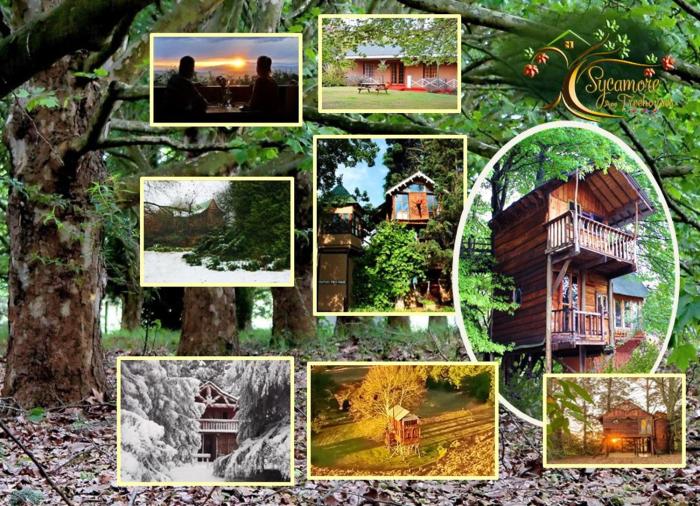 Sycamore Avenue Treehouses,Cathkin Park>>Balgowan,3 star