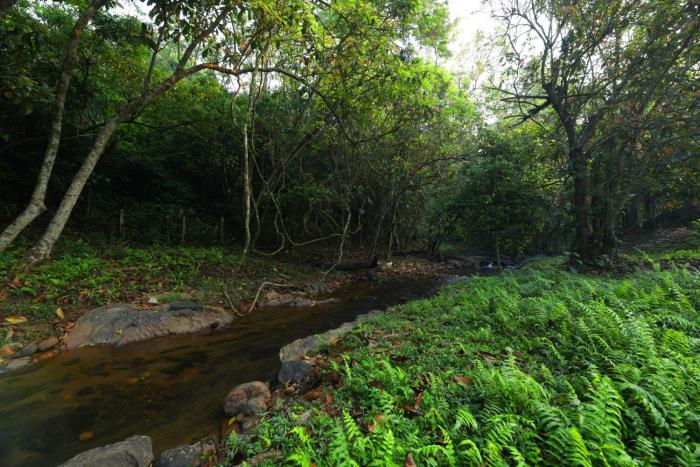 Abad Brookside Wayanad