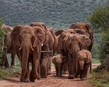 Hillsnek Safari Camp,Addo Elephant National Park>>Addo,4 star