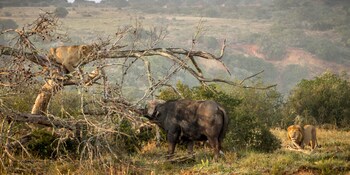 Hillsnek Safari Camp,Addo Elephant National Park>>Addo,4 star