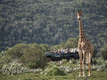 Hillsnek Safari Camp,Addo Elephant National Park>>Addo,4 star