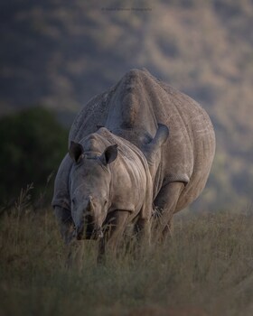 Hillsnek Safari Camp,Addo Elephant National Park>>Addo,4 star