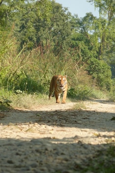 kingfisher jungle trekking tour