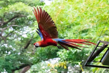 Jungle Lodge At Wild Sun Rescue,Caletas>>Cabuya,3 star