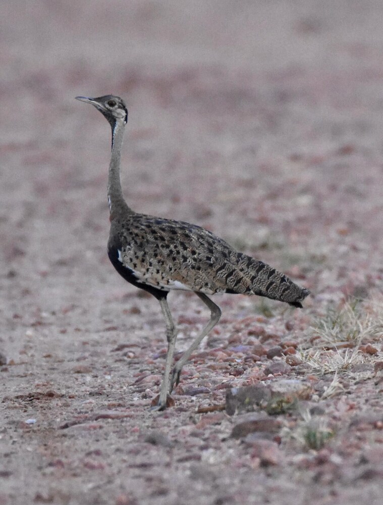 Lochinvar Safari Lodge,,2.5 star