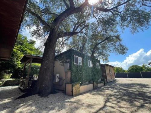 luxurious tiny house and koi garden
