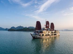 orchid trendy cruise