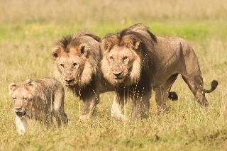 black rhino game lodge