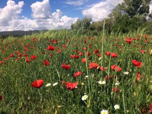 Hotel La Clé Des Champs,Near Ochre Cliffs Of Roussillon,3 star
