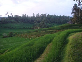 Cempaka Belimbing Villas,Blimbing>>Bali,4 star