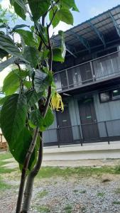 cerana villa eco resort