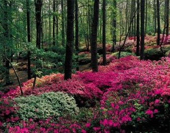 Callaway Resort & Gardens