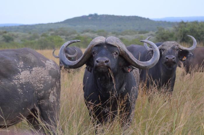 bushwa game lodge
