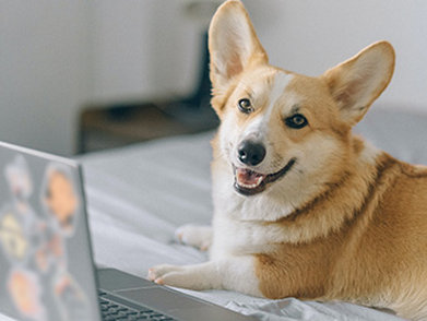 Greet Hotel La Rochelle Centre,,0 star