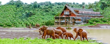 The Ark Lodge,Aberdare National Park>>Aberdare Forest,4 star