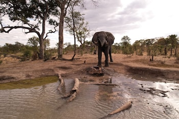 chobe mupani forest lodge