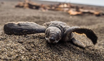 Ostional Turtle Lodge,Ostional>>Guanacaste,2 star