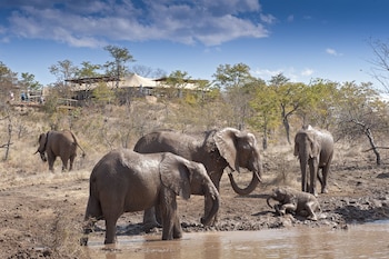 the elephant camp