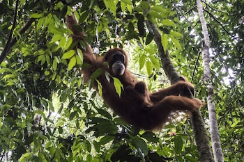 Batu Katak Gibbon Guesthouse,Indonesia>>Bohorok,3.5 star