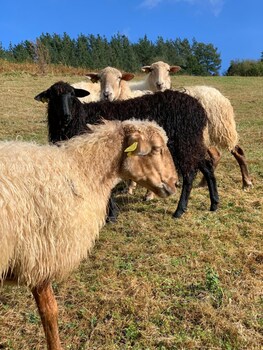 Agroturismo Urresti,Ereño>>Bermeo,2.5 star