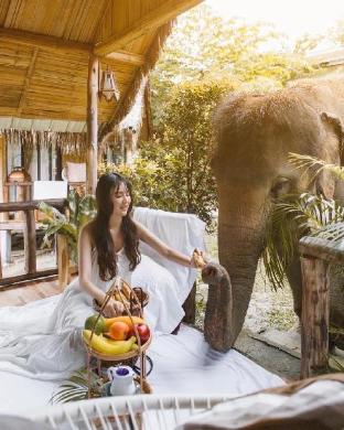 3 pok maewang jinxiang gold elephant park