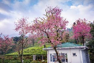 Eco Adventure Resorts The Temi Bungalow,Namchi>>Kalimpong,4 star