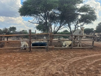 Tsabong Eco-Tourism Camel Park,,1.5 star