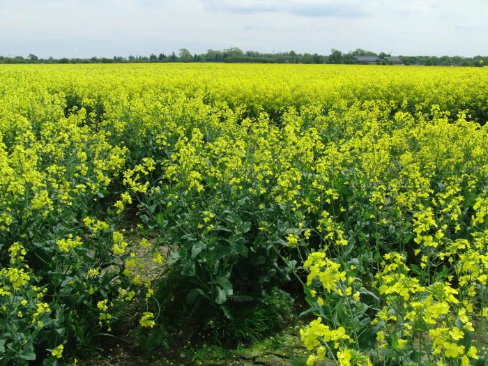 Reiterhof Wollesen,Nordfriesland>>Braderup,3 star