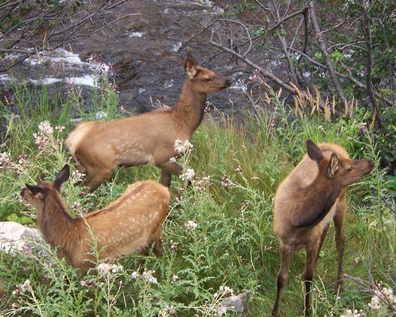holiday inn estes park by ihg