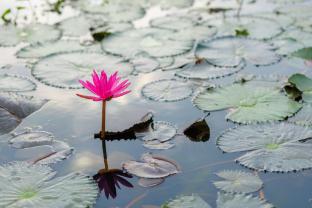 Serenity Farm,,4 star