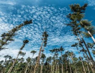 The Sky View Homestay,,5 star