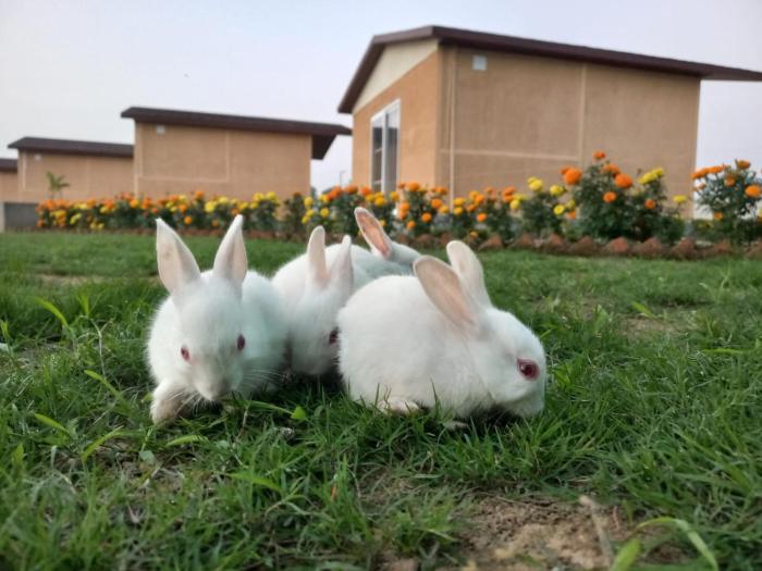 Wildlense Wild Retreat,,3 star