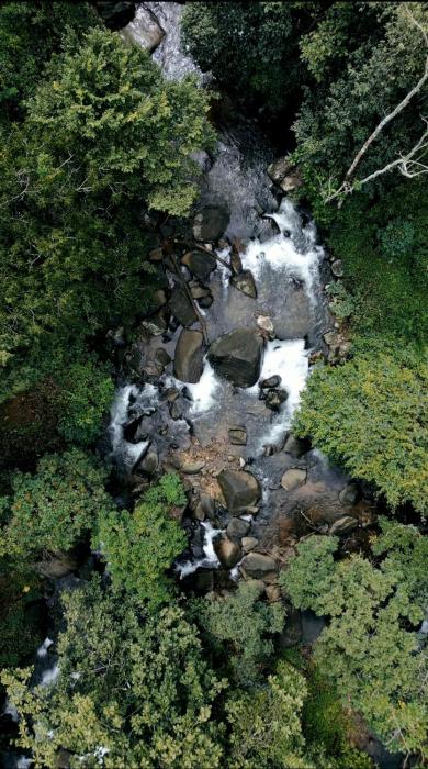 hill rows plantation and forest exp by greenescapes