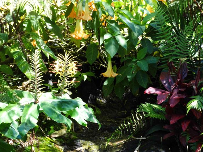 Chalet Kilauea,Hilo>>Hawaii,2.5 star
